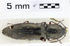 Foto (Dorsalansicht) von Sinophotistus hengduanensis (NHMW-ZOO-COL-0011182)